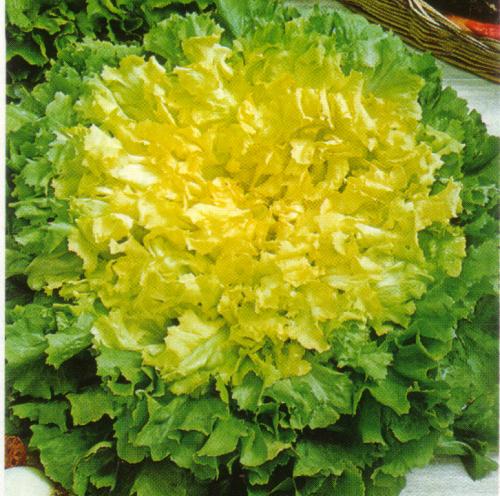 SCAROLA GIGANTE DEGLI ORTOLANI GR.100